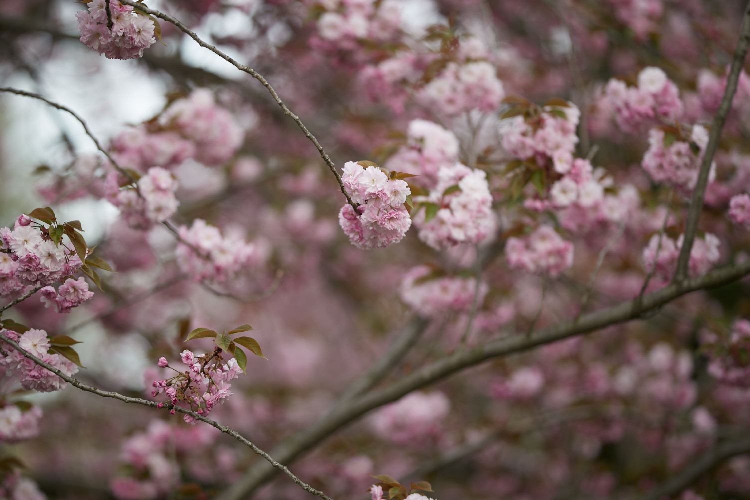 hf_31_8058.jpg